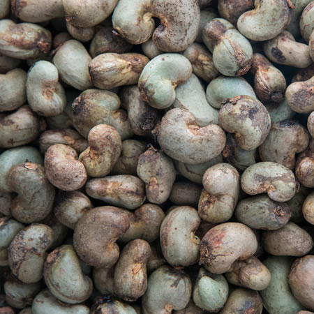 Raw Cashew Nuts - Samad Farms Products