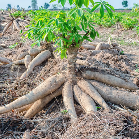 Cassava Tubers - Samad Farms Products