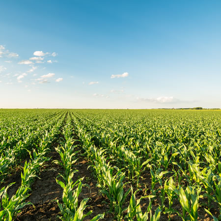 Dried Maize - Samad Farms Products